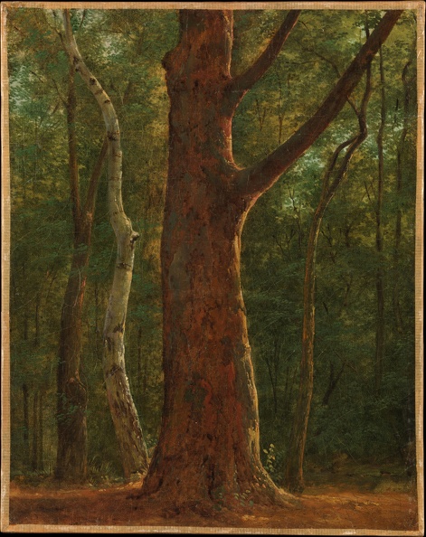 MICHALLON ACHILLE ETNA BEECH TREE 1820 MET