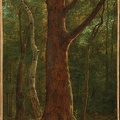 MICHALLON ACHILLE ETNA BEECH TREE 1820 MET