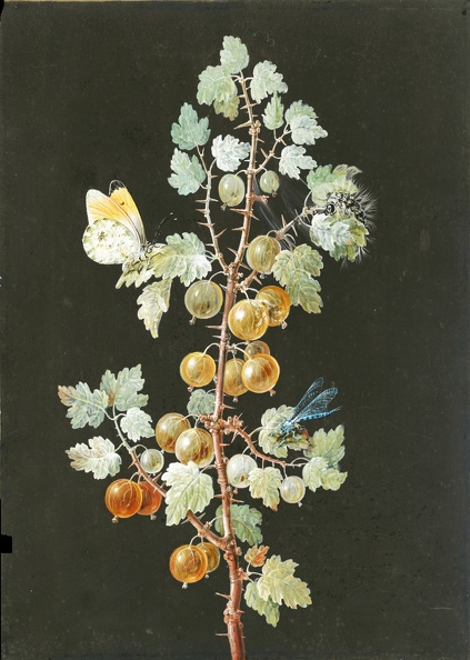 BARBARA DIETZSCH BRANCH OF GOOSEBERRIES WITH DRAGONFLY ORANGE TIP BUTTERFLY AND CATERPILLAR 1725 1783 NGA 140129