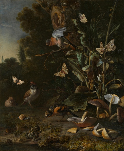 HONDECOETER MELCHIOR DE BIRDS BUTTERFLIES AND FROG AMONG PLANTS AND FUNGI LO NG