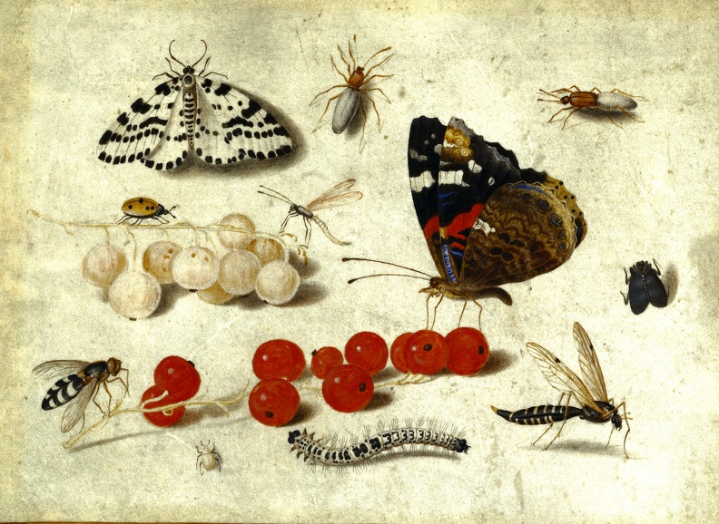 KESSEL JAN VAN YOUNGER STILLIFE BUTTERFLY CATERPILLAR MOTH INSECTS AND CURRANTS GETTY