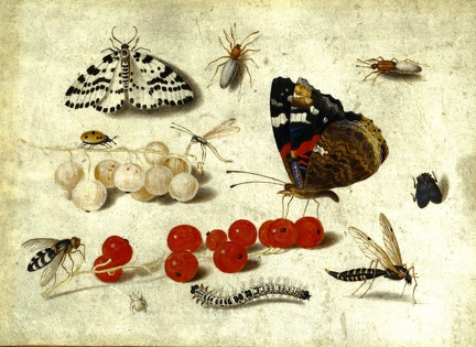 KESSEL JAN VAN YOUNGER STILLIFE BUTTERFLY CATERPILLAR MOTH INSECTS AND CURRANTS GETTY