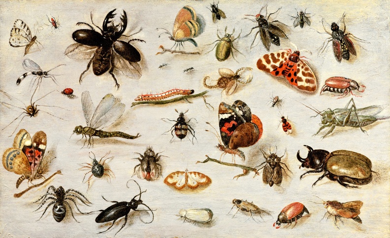 KESSEL_JAN_VAN_YOUNGER_STILLIFE_STUDY_OF_BUTTERFLIES_MOTHS_SPIDERS_AND_INSECTS_FINE_ARTS.JPG