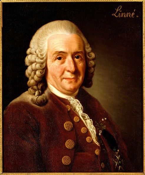 ROSLIN ALEXANDER PRT OF CRL VON LINNE 1707 1778 BOTANIST PROFESSOR